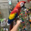Scarlet Macaw for Sale