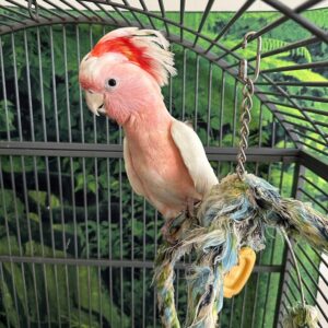 Major Mitchell Cockatoo For Sale  -  Male