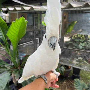 Umbrella Cockatoo For Sale