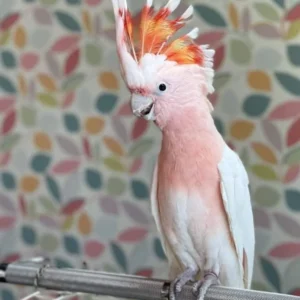 Major Mitchell Cockatoo For Sale