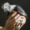 Baby African Grey Parrot for Sale 