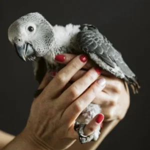 Baby African Grey Parrot for Sale 