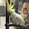 Sulphur Crested Cockatoo for Sale