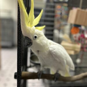 Sulphur Crested Cockatoo for Sale