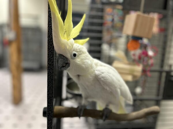 Sulphur Crested Cockatoo for Sale - Image 3