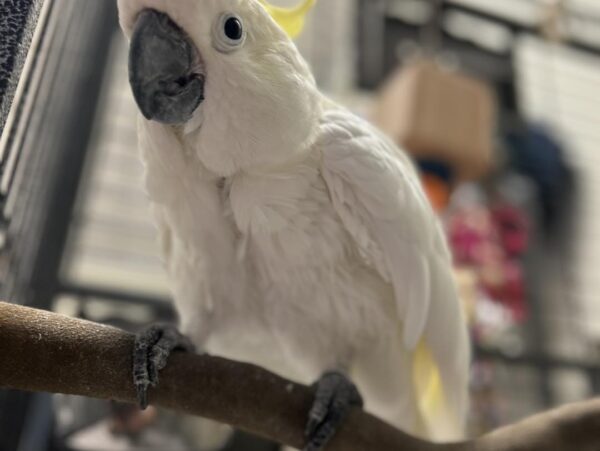 Sulphur Crested Cockatoo for Sale - Image 2