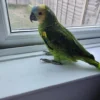 Amazon Parrot