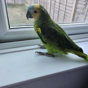 Amazon Parrot