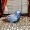 African Grey Parrot for Sale