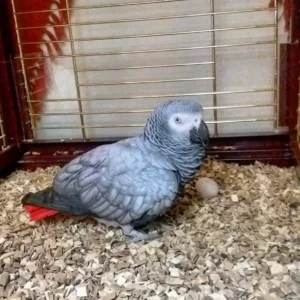 African Grey Parrot for Sale