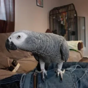 African Grey for Sale | Charlie