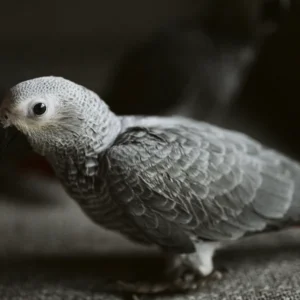 Baby African Grey for sale