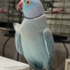 Sky Blue Indian Ringneck Parrot for Sale