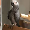 Baby African Parrot for sale