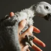 Timneh African Grey Parrot for Sale