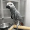African Gray Parrot for Sale