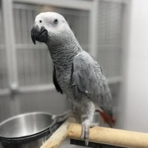 African Gray Parrot for Sale