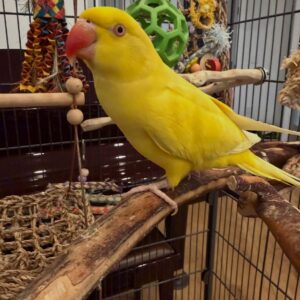 Ringneck Parrot for Sale 💛💛