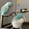 Indian Ringneck Pair for Sale