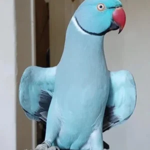 Sky Blue Indian Ringneck Parrot for Sale