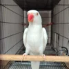 White Indian Ringneck for Sale