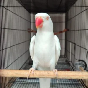 White Indian Ringneck for Sale