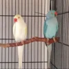 Indian Ringneck Pair for Sale