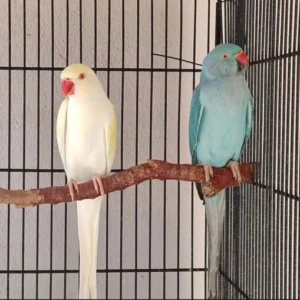 Indian Ringneck Pair for Sale