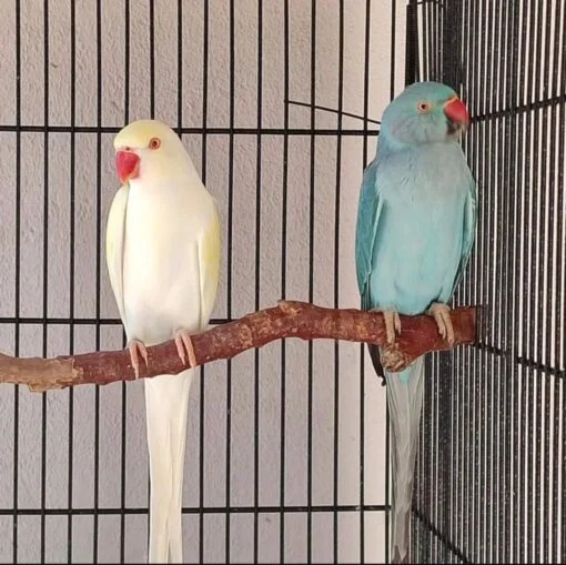 Indian Ringneck Pair for Sale