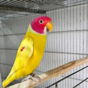 diluted plum head ring neck