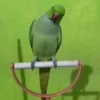 Indian Ringneck Parrot for Sale