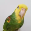 Yellow Headed Amazon Parrot for Sale