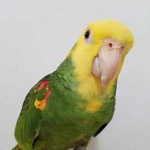 Yellow Headed Amazon Parrot for Sale