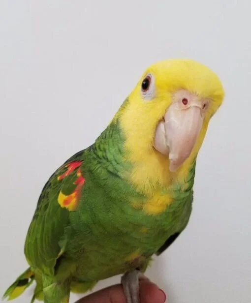 Yellow Headed Amazon Parrot for Sale