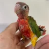 Yellow Headed Amazon Chick for Sale