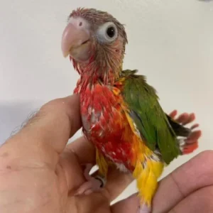 Yellow Headed Amazon Chick for Sale