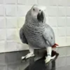 African Grey Parrot for Sale