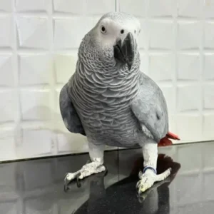 African Grey Parrot for Sale