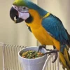 Blue and Gold Macaw for Sale