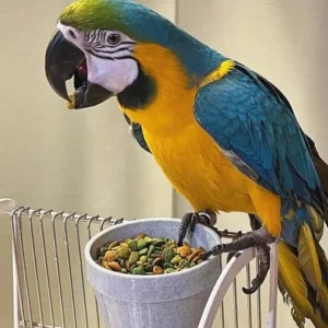 Blue and Gold Macaw for Sale
