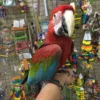 Greenwing Macaws for Sale