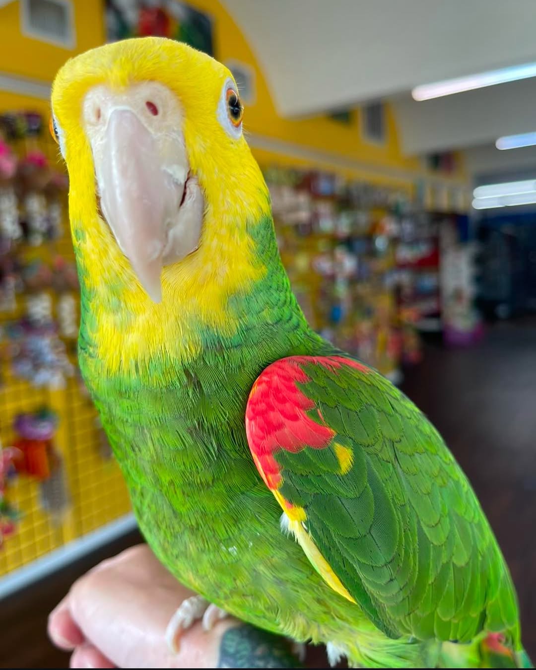 Double Yellow headed amazon parrot