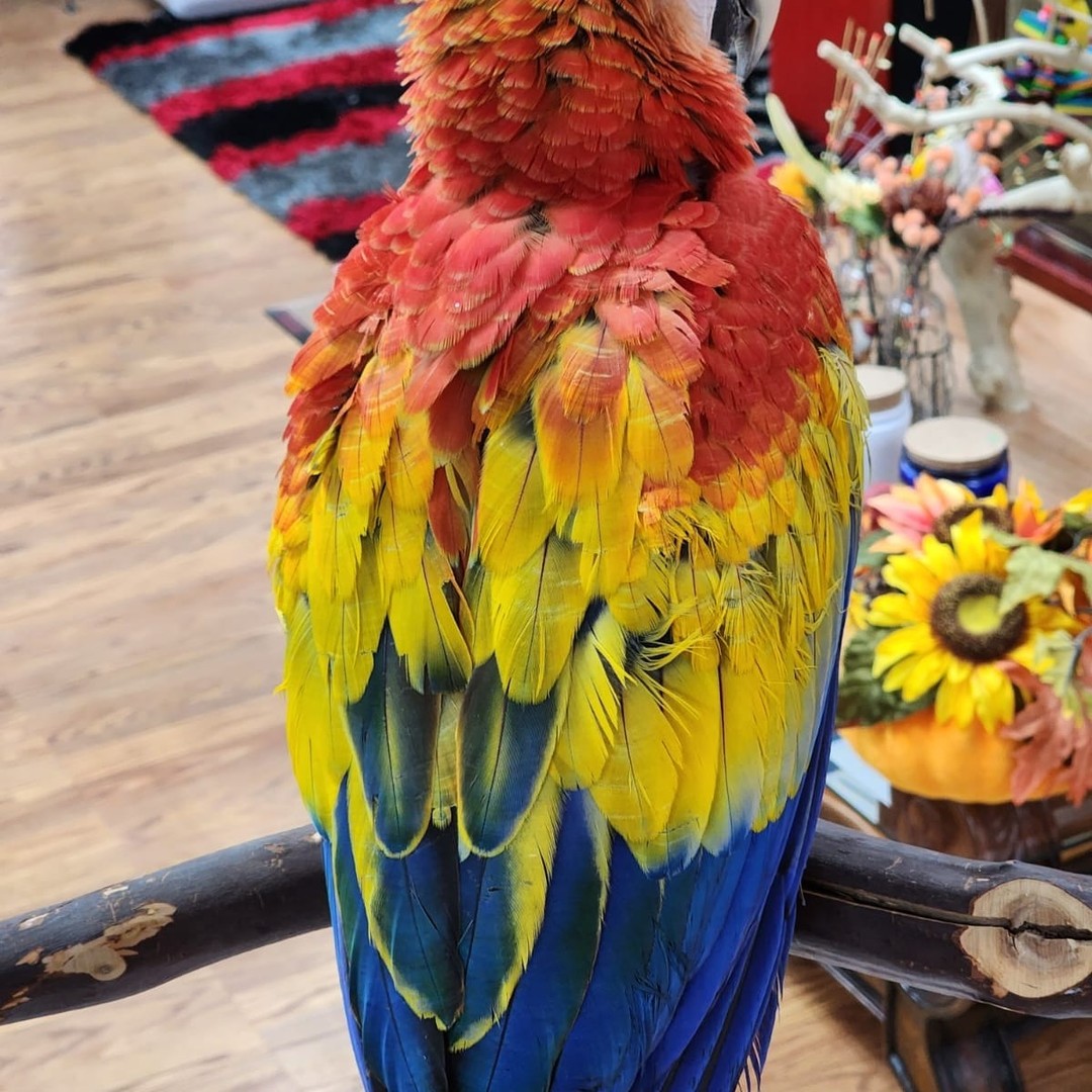 Scarlet Macaw for Sale - Image 7