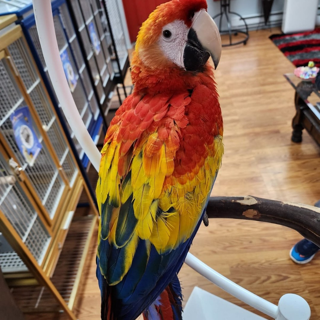 Scarlet Macaw for Sale - Image 10