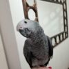 Maanu – Male African Grey
