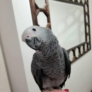 Maanu – Male African Grey