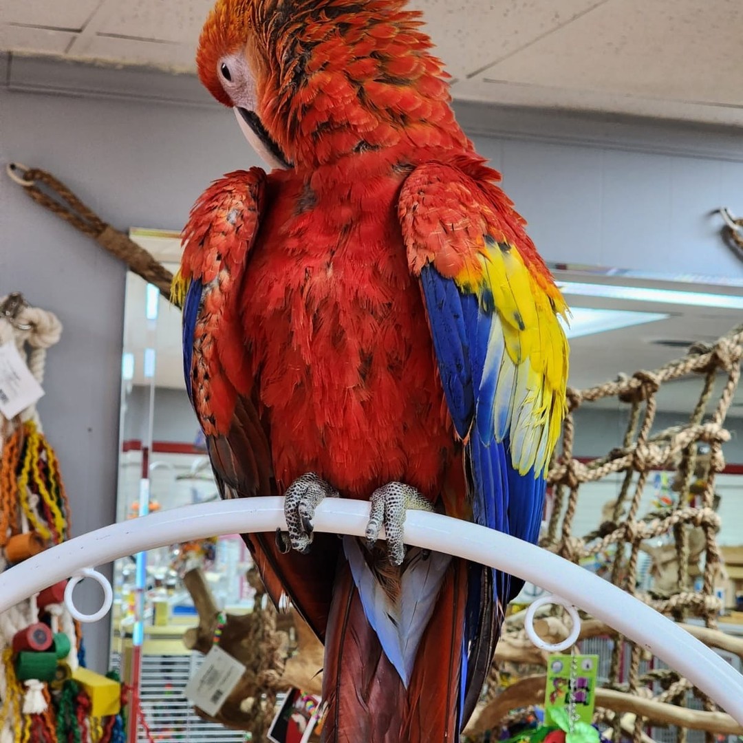 Scarlet Macaw for Sale - Image 9