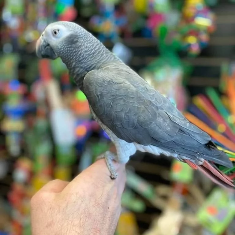 Baby African Parrot for sale - Image 2