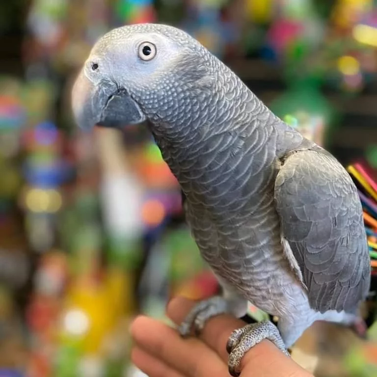 Baby African Parrot for sale - Image 6