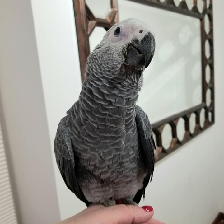 Maanu – Male African Grey - Image 2